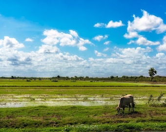 Travel / Guyana / Lone Cow Grazing in a Field