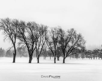 Seasonal / Black and White Winter Wonderland