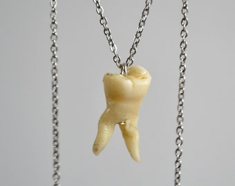Collana con un dente, molare umano su catena d&#39;argento, denti fatti a mano, curiosità sulle stranezze, gioielli goti raccapriccianti, estetica oscura
