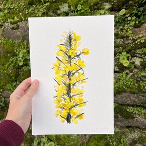 Könnte beinhalten: Ein Aquarellbild einer gelben Blume mit einem langen Stiel und vielen kleinen Blüten. Das Bild ist auf weißem Papier und wird von einem weißen Rahmen begrenzt.