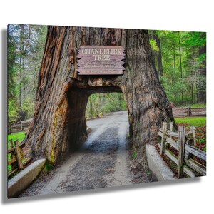 Drive Thru Redwood Photo, Leggett Redwood Tunnel Art, Ancient Redwood Decor, Historic Tree art Print, Scenic California tree photo, West Art