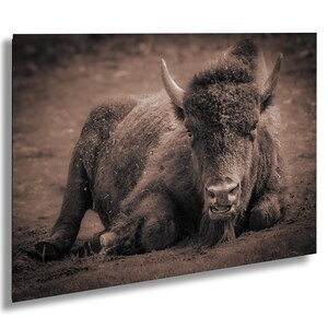 Bison Print, Wildlife Photography, Rustic Farmhouse Decor, Animal Large Wall Art, Yellowstone Bison Photo, Animal Poster Art, Buffalo Art