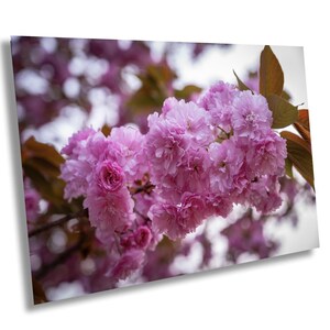 Cherry Blossom Art, Tree Branch Decor, Light Pink Flower Branches, Horizontal Japanese Art, Zen Flower Photograph, Sakura Flowers, Blossoms