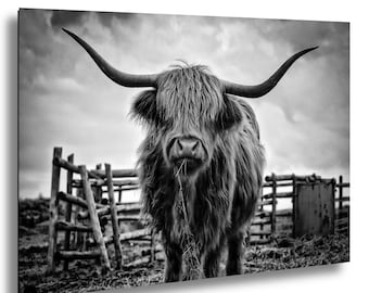 Print Highland Cow: zwart-witte boerderijmuurkunst