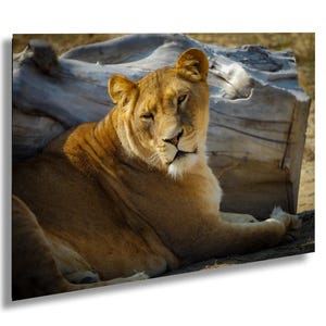 Lioness resting, Modern Queen Lioness, Wildlife wall Decor, Photo Art Print, Lion Wall Art, Wild Animal Photography, Wildlife Awareness Art