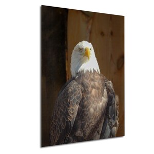 Bald Eagle, Baldeagle, Bald Eagle wall art, Bald Eagle Decor, American Bald Eagle Art, American Wildlife art, Boys Room Decor, Minimalist