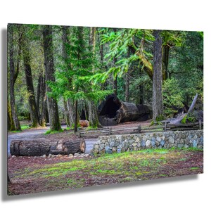 Redwood Tree Wall Art, Eureka California Photography, Landscape Print, Majestic redwood artwork, California Wall Decor, Redwood Forest Art