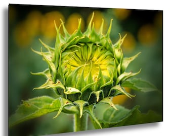 Blooming Sunflower Photo Art: Nature Wall Hanging