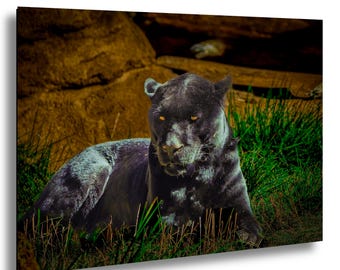 Lámina fotográfica de pantera negra, cuadro decorativo de felino salvaje.