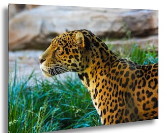 Leopard Photography Print, Exotic Animal Wall Art