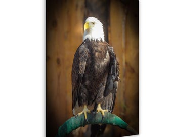 Weißkopfseeadler Kunstdruck: Amerikanische Wildtier - Wanddeko