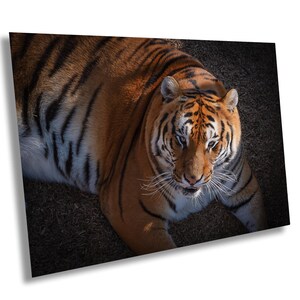 Resting Tiger Art Print: Wildlife Wall Decor