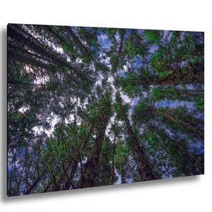 Sitka Spruce Forest Canvas Print: Abstract Nature Wall Art