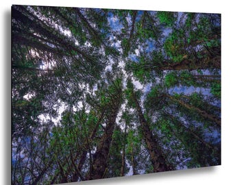 Sitka Spruce Forest Canvas Print: Abstract Nature Wall Art
