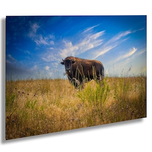 The Bison Stare, BISON Wildlife Buffalo, Bison Print, Wildlife Photography, Rustic Farmhouse Decor, Animal Large Wall Art, Large Buffalo Art