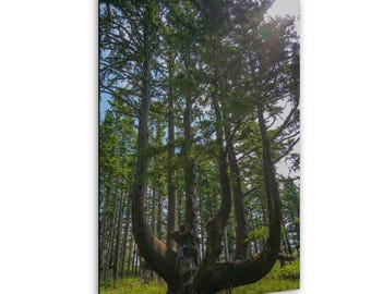 Octopus Tree Print: Pacific Northwest Nature Photo Art