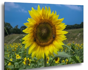 Bumble Bees Enjoying a Sunflower, house decorating decore, Sunflower decor, Artful art gift, Poster, Canvas, Acrylic, Metal prints, decorer