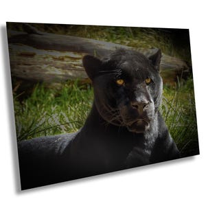 Impression panthère noire, art mural panthère, toile panthère, art, animal, décoration intérieure, chambre de bébé, cadeau, faune, art mural, chat, art mural animal sauvage