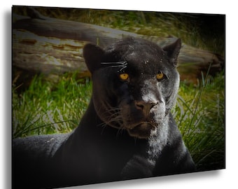 Schwarzer Panter, Portrait, Druck, Drucke, Drucke