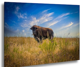 Bison Photo Print, Wildlife Photography, Rustic Farmhouse Decor, National Bison Range