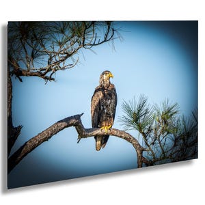 Bald Eagle, Baldeagle, Bald Eagle wall art, Bald Eagle Decor, American Bald Eagle Art, Bald Eagle Home Décor, Bald Eagle Décor, Nation Pride