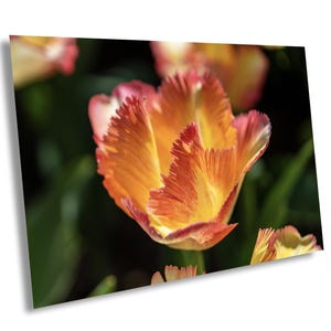 Fringed Tulip in Bloom Photo, minimalist wall decor, room wall decoration, Living Room Print, Bedroom Wall Décor, Modern Abstract Floral Art