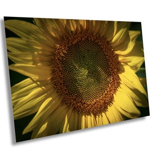 Sunflower Photography, Vibrant Art Print, Yellow Decor, Nursery Art, Sunflower Lover, Peaceful Mind, floral photography, sunflower artistic