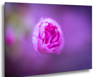 Fotografía macro de flores de cerezo rosas, arte mural de primavera Sakura, lámina floral de bellas artes.
