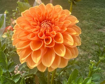 Maarn Dahlia Tuber