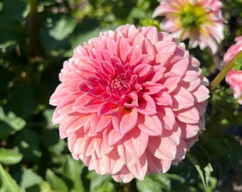 Peaches N Cream Dahlia Tuber