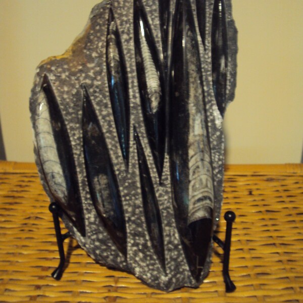 Mineral and Fossil Display Stand Etsy