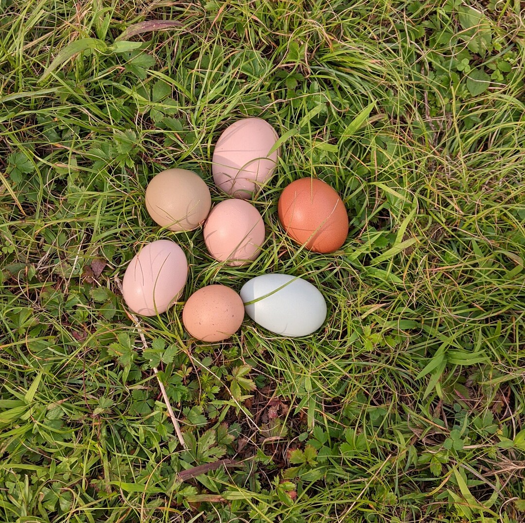 Three Dozens Farm Fresh Free Range Chicken Eggs Etsy