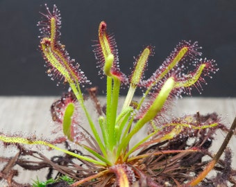 Drosera Capensis - Cape Sundew - Wide Leaf Sundew - Carnivorous Plants