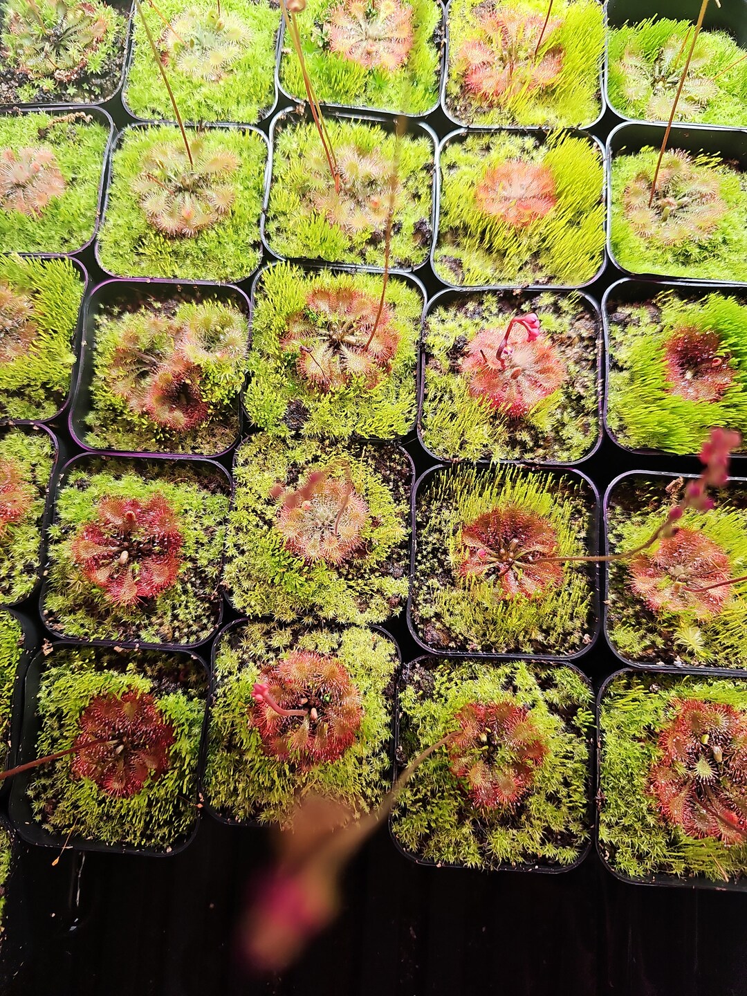 Drosera Spatulata Care | Spoon Leaved Sundew - Carnivorous Plants Guide