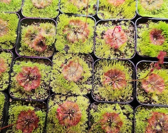 May include: A collection of small potted plants with green foliage and red centers. The plants are arranged in a grid pattern.
