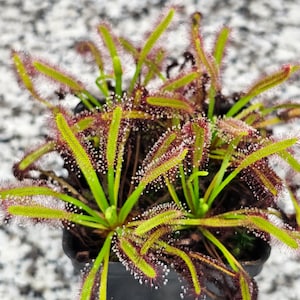 May include: A close-up of a carnivorous sundew plant with red and green leaves. The plant is growing in a black pot and has dew drops on its leaves.
