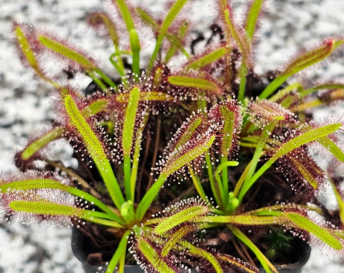 Drosera Capensis 4 Pack Young Cape Sundew - Live Carnivorous Plants ...