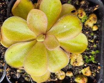 Può includere: Primo piano di una pianta carnivora verde e marrone con più foglie. La pianta cresce in un piccolo vaso nero con terra marrone scuro.
