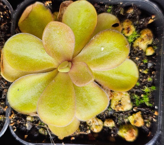 Pinguicula Emarginata - Butterwort - Carnivorous Plants - Etsy