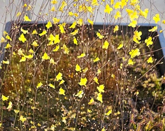 Utricularia Subulata Fleischfressende Lebende Pflanze - Zick-Zack Blasenkraut 1 Zoll Plug Gelbe Blumen