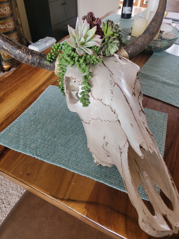 Authentic Real Bull Skull With Succulants Etsy