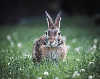 Horizontal Wild Rabbit Photograph