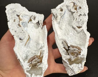 Agatized Fossil Coral Geode Pair Rare Color Cut & Polished UV-Reactive Well Preserved Snow White