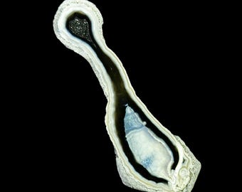Agatized Coral RARE Double Chamber Druzy Finger Specimen Cut & Polished UV-Reactive Fossil