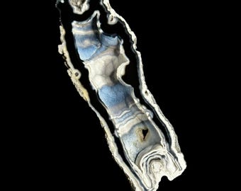 Agatized Coral RARE Black/Blue Finger Specimen Cut & Polished UV-Reactive Fossil