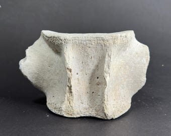 Florida Miocene Whale Vertebra Fossil — Size LARGE