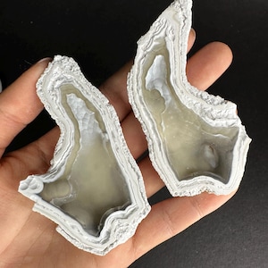 Coral de dedo fósil, raro par de geodas agatizadas drusas cortadas y pulidas, reactivo a los rayos UV, bien conservado