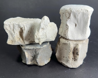 Florida Miocene Whale Vertebra Fossil — Size SMALL