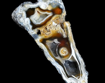 Agatized Coral RARE Triple Chamber Druzy Finger Specimen Cut & Polished UV-Reactive Fossil