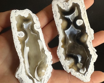 Agatized Finger Coral Geode Pair Rare Color Cut & Polished UV-Reactive Well Preserved Fossil